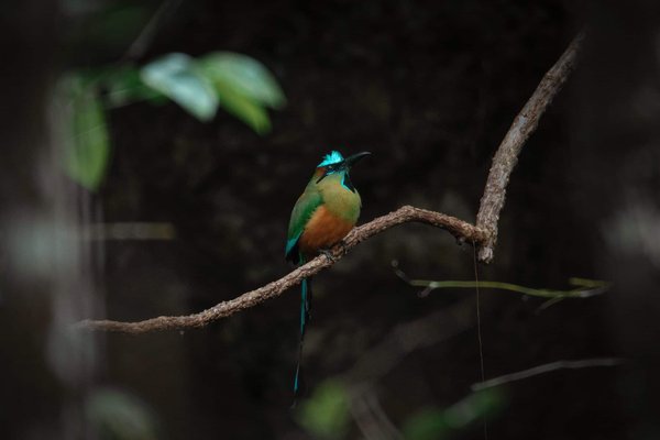 What Are the Best Cooling Mat Options for a Bulldog in Hot Climates?
